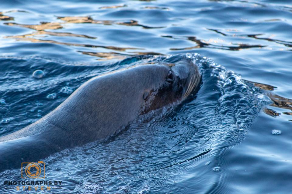 Sea Lions